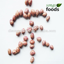 The Best Chinese Light Speckled Kidney Beans, Xinjiang Origin